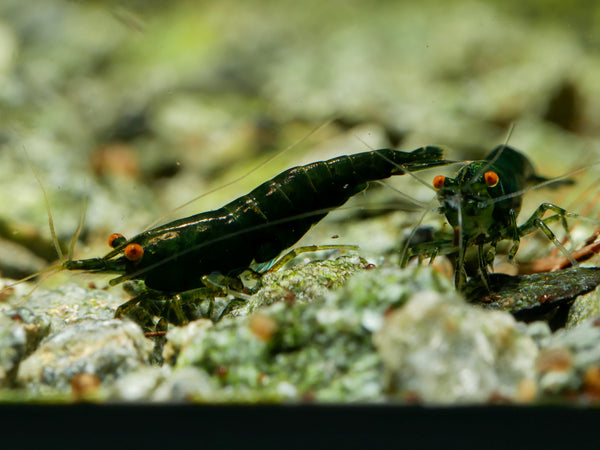GARNELEN4YOU® Green Jade OE - Green Demon - Orange eye Neocaridina davidi