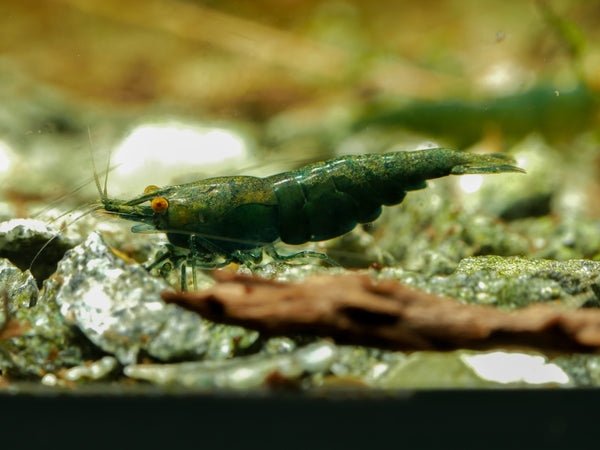 GARNELEN4YOU® Green Jade OE - Green Demon - Orange eye Neocaridina davidi