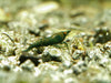 GARNELEN4YOU® Green Jade OE - Green Demon - Orange eye Neocaridina davidi