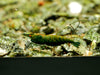 GARNELEN4YOU® Green Jade OE - Green Demon - Orange eye Neocaridina davidi