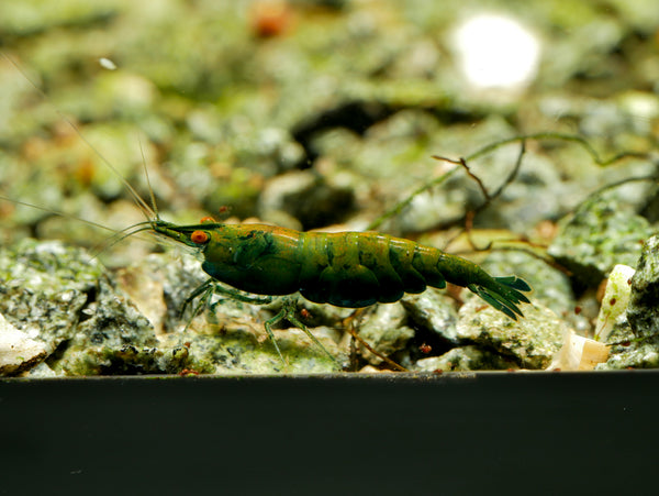 GARNELEN4YOU® Green Jade OE - Green Demon - Orange eye Neocaridina davidi
