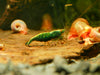 GARNELEN4YOU® Green Jade OE Backline Garnelen - Orange eye Neocaridina davidi