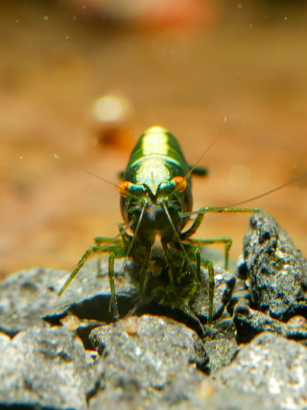 GARNELEN4YOU® Green Jade OE Backline Garnelen - Orange eye Neocaridina davidi