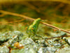 GARNELEN4YOU® Green Jade OE Backline Garnelen - Orange eye Neocaridina davidi