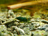 GARNELEN4YOU® Green Jade OE Backline Garnelen - Orange eye Neocaridina davidi