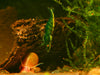 GARNELEN4YOU® Green Jade OE Backline Garnelen - Orange eye Neocaridina davidi