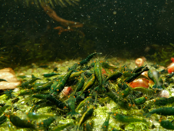 GARNELEN4YOU® Hauptfutter-Bundle: Carny & Planty & Neo Algen Sticks & Mineral Sticks + Baby Powder für Neocaridina Garnelen | Premium Garnelen-Hauptfutter