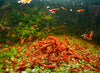 GARNELEN4YOU® Bloody Mary Garnelen - Neocaridina davidi