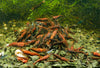 GARNELEN4YOU® Red Onyx OE Garnelen (hohe Farbqualität) - Orange eye Neocaridina davidi