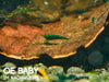 GARNELEN4YOU® Green Jade "Spezial" Garnelen - Neocaridina davidi