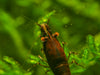 GARNELEN4YOU® Black Onyx OE Garnelen (mittlere Farbqualität) - Orange eye Neocaridina davidi
