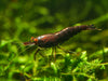 GARNELEN4YOU® Black Onyx OE Garnelen (mittlere Farbqualität) - Orange eye Neocaridina davidi