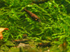 GARNELEN4YOU® Black Onyx OE Garnelen (mittlere Farbqualität) - Orange eye Neocaridina davidi