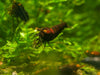GARNELEN4YOU® Black Onyx OE Garnelen (mittlere Farbqualität) - Orange eye Neocaridina davidi