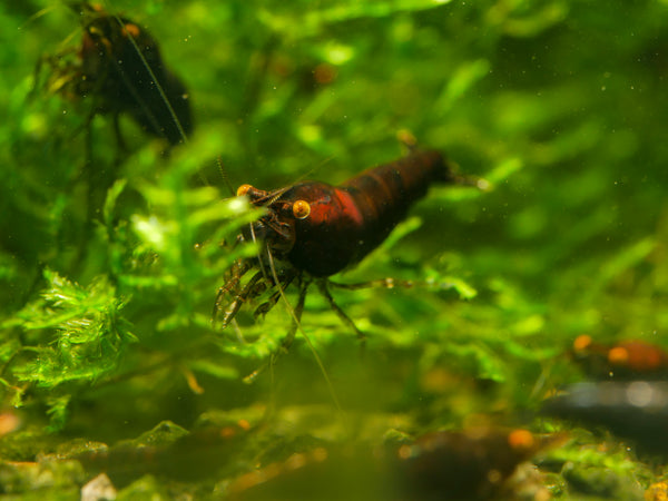 GARNELEN4YOU® Black Onyx OE Garnelen (mittlere Farbqualität) - Orange eye Neocaridina davidi