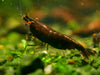 GARNELEN4YOU® Black Onyx OE Garnelen (mittlere Farbqualität) - Orange eye Neocaridina davidi