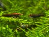 GARNELEN4YOU® Black Onyx OE Garnelen (mittlere Farbqualität) - Orange eye Neocaridina davidi