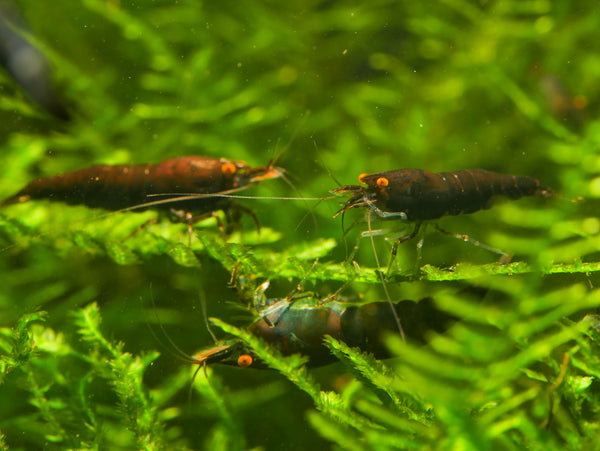 GARNELEN4YOU® Black Onyx OE Garnelen (mittlere Farbqualität) - Orange eye Neocaridina davidi
