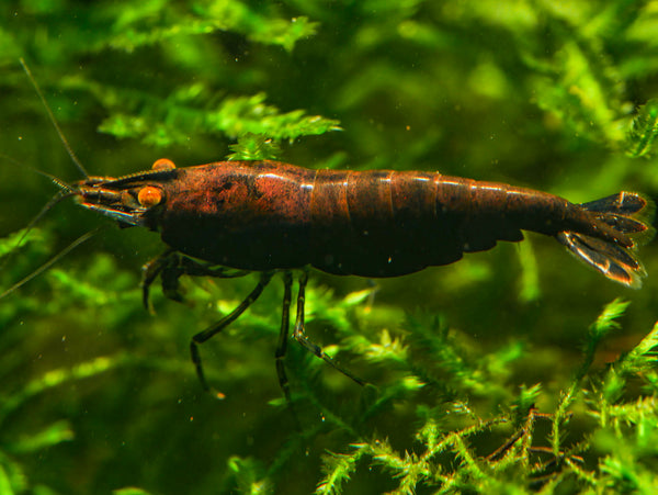 GARNELEN4YOU® Black Onyx OE Garnelen (mittlere Farbqualität) - Orange eye Neocaridina davidi