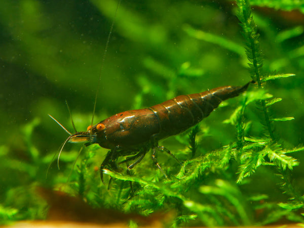 GARNELEN4YOU® Black Onyx OE Garnelen (mittlere Farbqualität) - Orange eye Neocaridina davidi
