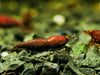 GARNELEN4YOU® Red Onyx OE Garnelen (hohe Farbqualität) - Orange eye Neocaridina davidi