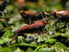GARNELEN4YOU® Red Onyx OE Garnelen (hohe Farbqualität) - Orange eye Neocaridina davidi