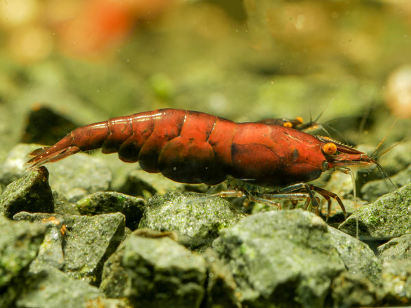 GARNELEN4YOU® Red Onyx OE Garnelen (hohe Farbqualität) - Orange eye Neocaridina davidi