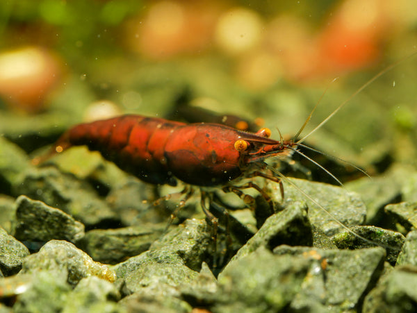 GARNELEN4YOU® Red Onyx OE Garnelen (hohe Farbqualität) - Orange eye Neocaridina davidi