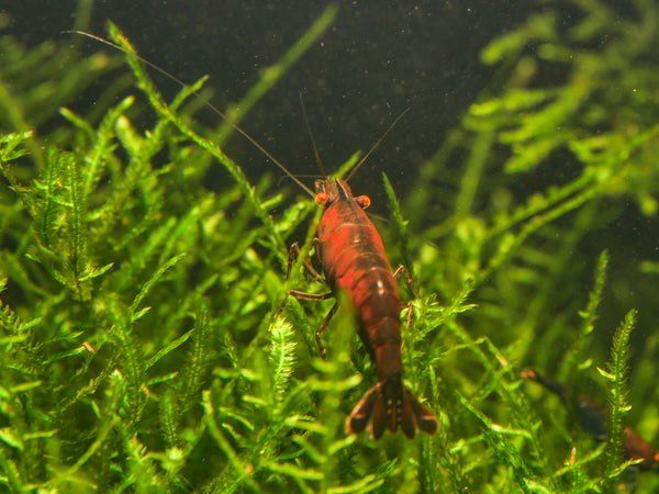 GARNELEN4YOU® Red Onyx OE Garnelen (hohe Farbqualität) - Orange eye Neocaridina davidi