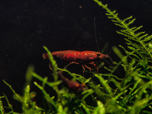 GARNELEN4YOU® Red Onyx OE Garnelen (hohe Farbqualität) - Orange eye Neocaridina davidi