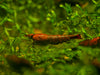GARNELEN4YOU® Red Onyx OE Garnelen (hohe Farbqualität) - Orange eye Neocaridina davidi