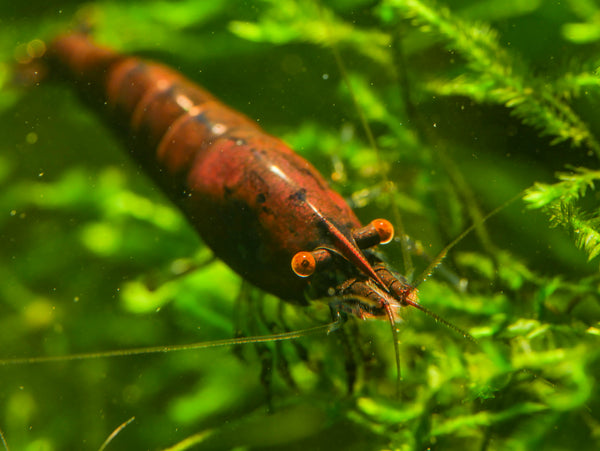 GARNELEN4YOU® Red Onyx OE Garnelen (hohe Farbqualität) - Orange eye Neocaridina davidi