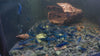 GARNELEN4YOU® Blue Dream "Spezial" Garnelen - Neocaridina davidi