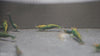 GARNELEN4YOU® Green Jade OE - Green Demon (mittlere Farbqualität) - Orange eye Neocaridina davidi