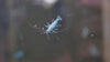 GARNELEN4YOU® Blue Jelly OE Garnelen - Orange eye Neocaridina davidi