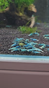 GARNELEN4YOU® Blue Bolt Garnelen - Taiwan Bee